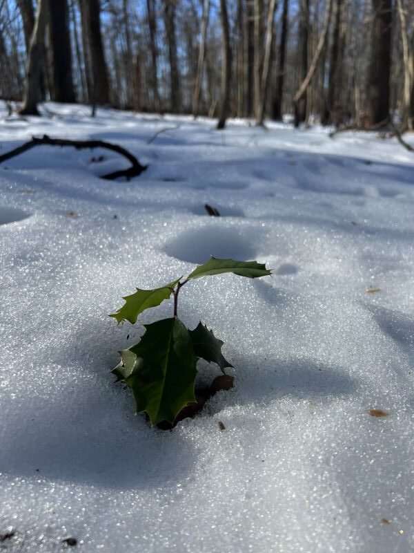 Finding Hope in the Winter Forest